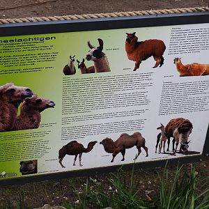 Information sign about camelids, 2019-04-06