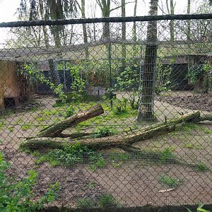 Serval exhibit, 2019-04-06