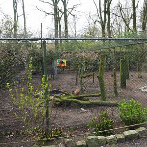 Indian sarus crane aviary, 2019-04-06