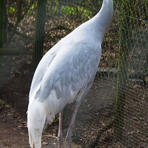 Indian sarus crane (Antigone antigone antigone), 2019-04-06
