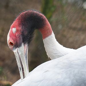 Indian sarus crane (Antigone antigone antigone), 2019-04-06
