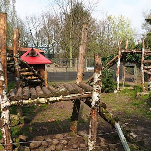 Raccoon exhibit, 2019-04-06