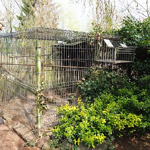 Old Dutch Turbit pigeon aviary, 2019-04-06