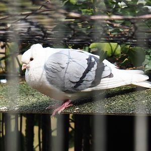Old Dutch Turbit pigeon (Columba livia domestica), 2019-04-06