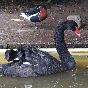 Black swan (Cygnus atratus) and Red-breasted goose (Branta ruficollis), 2019-04-06