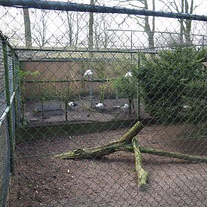 Sacred ibis aviary behind free-roaming helmeted guineafowl holding aviary, 2019-04-06
