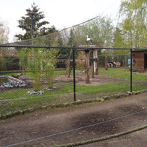 European white stork - Grey crowned crane - Hamerkop - Ringneck pheasant aviary with alpaca paddock around it, 2019-04-06