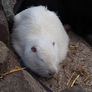 White nutria (Myocastor coypus), 2019-04-06