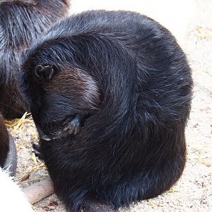 Black nutria (Myocastor coypus), 2019-04-06