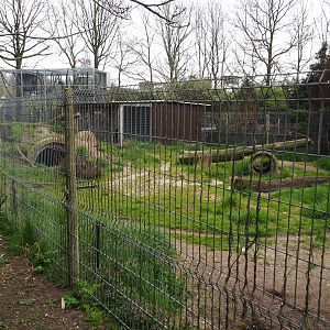 East African striped hyena exhibit, 2019-04-06