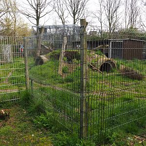 East African striped hyena exhibit, 2019-04-06