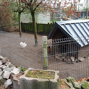 Silkie chicken pen, 2019-04-06