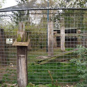 African white-backed vulture aviary, 2019-04-06