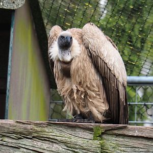 African white-backed vulture (Gyps africanus), 2019-04-06