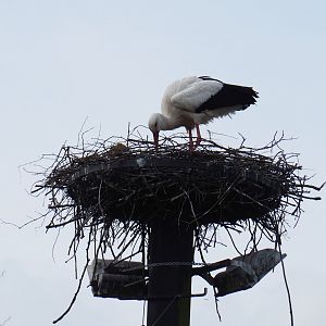 Free-ranging European white stork (Ciconia ciconia) on nest, 2019-04-06