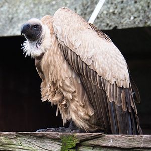 African white-backed vulture (Gyps africanus), 2019-04-06