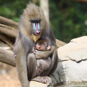 Mandrill, with three-week-old baby