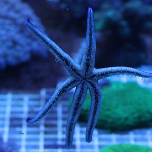 6-legged starfish