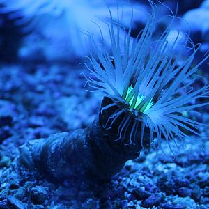 Tube-dwelling anemone