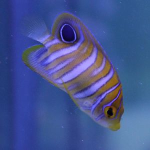 Peacock angelfish - Pygoplites diacanthus