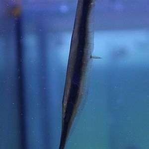 Jointed razorfish - Aeoliscus strigatus