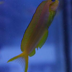 Persian blenny - Ecsenius midas
