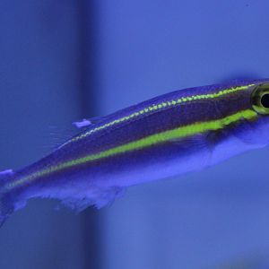 Small-toothed whiptail - Pentapodus nemurus