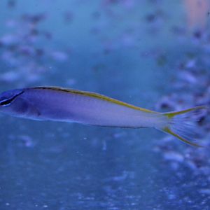 Striped poison-fang blenny - Meiacanthus atrodorsalis
