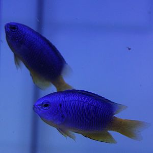 Azure demoiselles - Chrysiptera hemicyanea