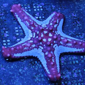 Protoreaster linckii
