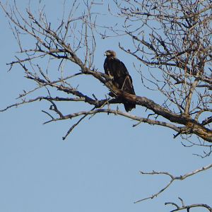 Subadult Spanish Imperial Eagle (Aquila adalberti) in the high agricultural fields of the Rio Jarama, northeast Madrid -5th March 2019