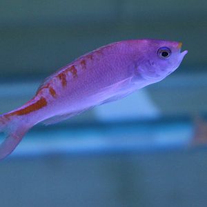 Lori's anthias - Mirolabrichthys lori