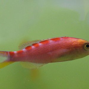 Red-saddled anthias - Pseudanthias flavoguttatus