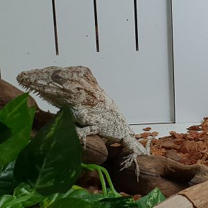 Cuban false chameleon / Western bearded anole - Anolis barbatus