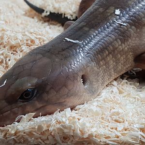 Solomon ground skink - Eugongylus albofasciolatus