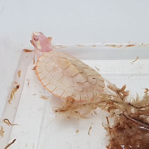 Albino Side-necked turtle