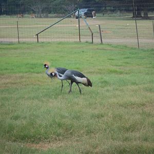 Grey-crowned cranes