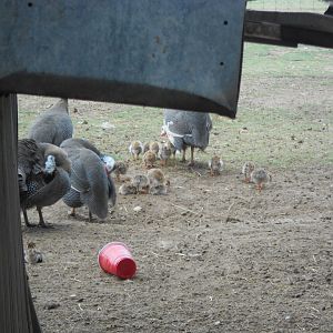 Helmeted guineafowl and chicks