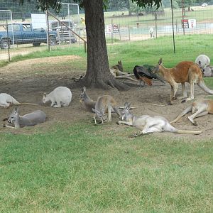 Red kangaroos and white wallabies