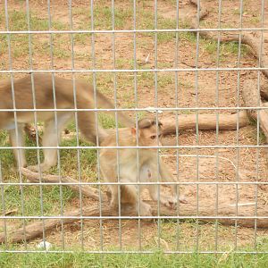 Bonnet macaques