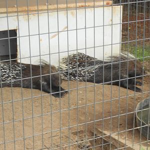 African crested porcupines