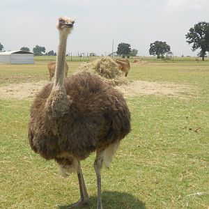 Common ostrich