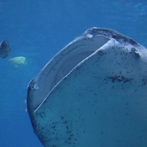 Whale Shark