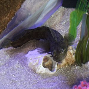 Sarcastic Fringehead