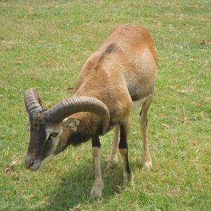 Mouflon