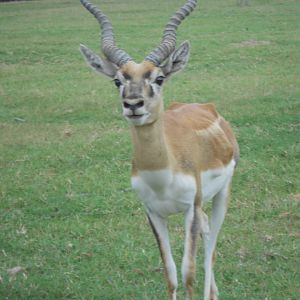 Blackbuck