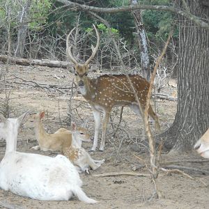 Axis deer