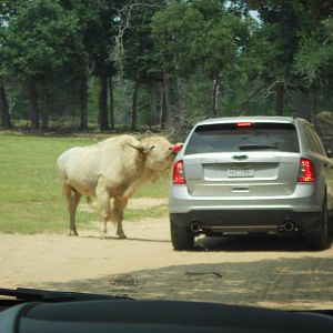 White bison
