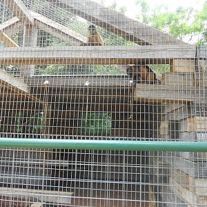 Black-handed spider monkey exhibit