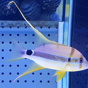 Sailfin snapper - Symphorichthys spilurus